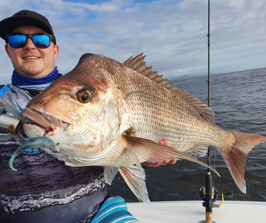 Big snapper are great fun on light tackle and soft plastics